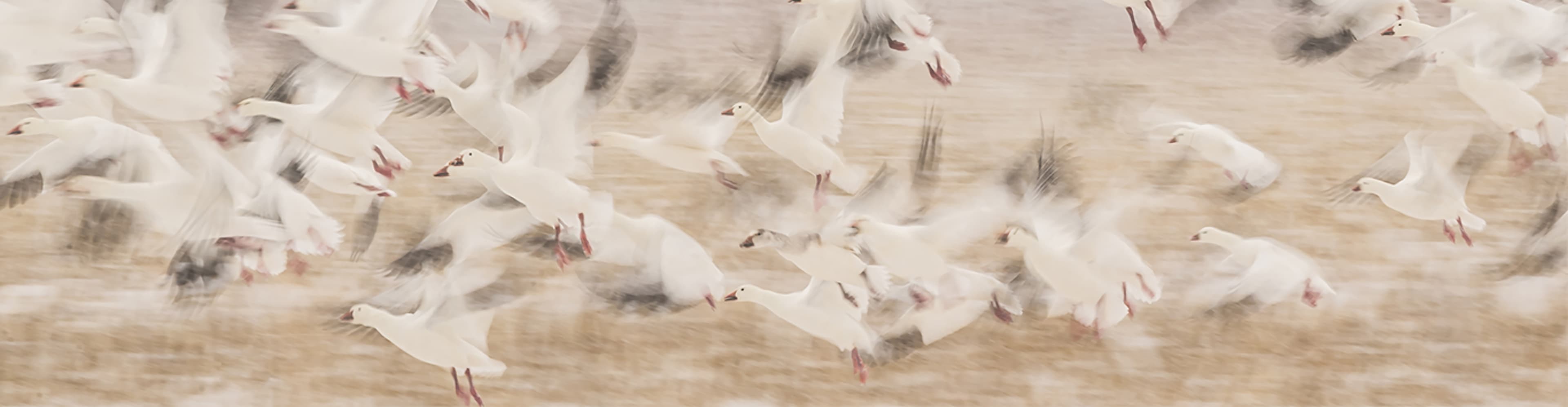 Poetic Birds