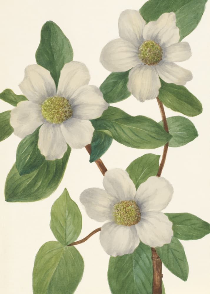 Pacific Dogwood by Mary Vaux Walcott — canvas wall art