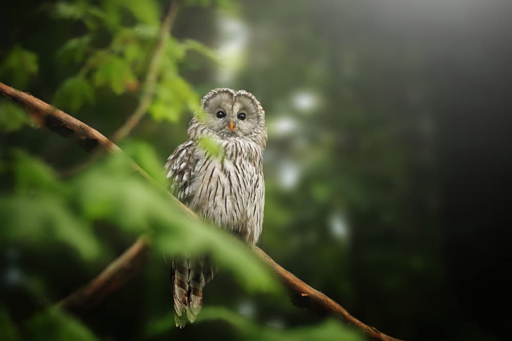 Serene Forest Owl by Jiří Švestka — canvas wall art
