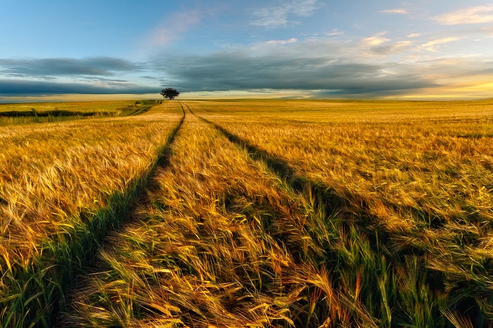 Golden Wheat Field Path by Piotr Krol (Bax) — canvas wall art