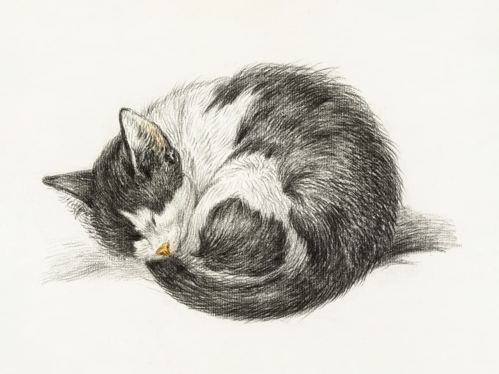 Rolled Up Lying Sleeping Cat (1825) by Jean Bernard — canvas wall art