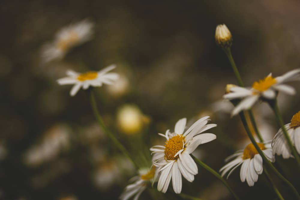 Gentle White Daisies by engin akyurt — canvas wall art
