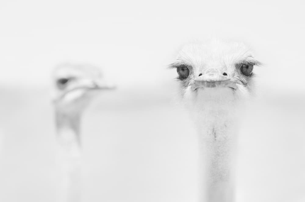 Curious Ostrich Portrait by Carlo Tonti — canvas wall art