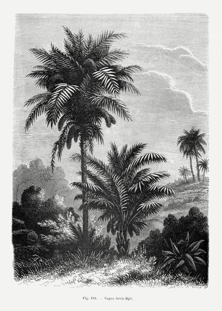 Vintage Palm Tree Drawing V by Les Palmiers Histoire Iconographique — canvas wall art