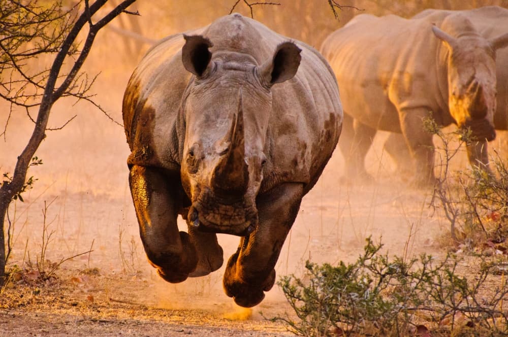 Running African Rhinos by Justus Vermaak — canvas wall art