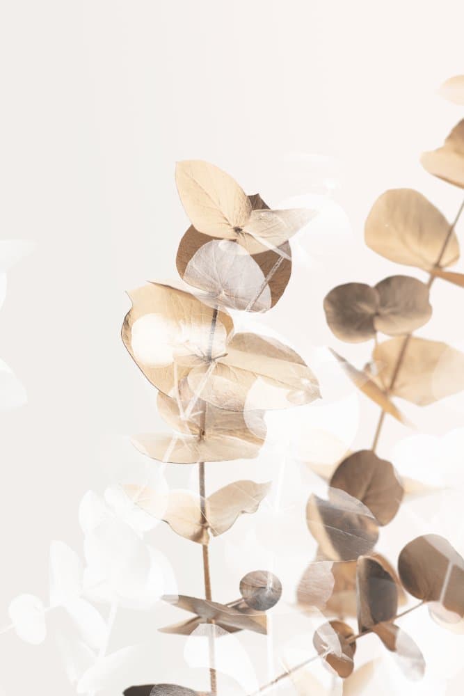 Soft Eucalyptus Serenity by Old Artists Studio III — canvas wall art