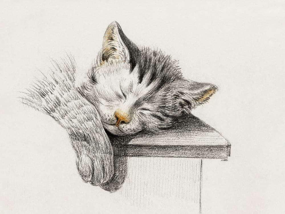 Sketch of a Sleeping Cat by Jean Bernard — canvas wall art