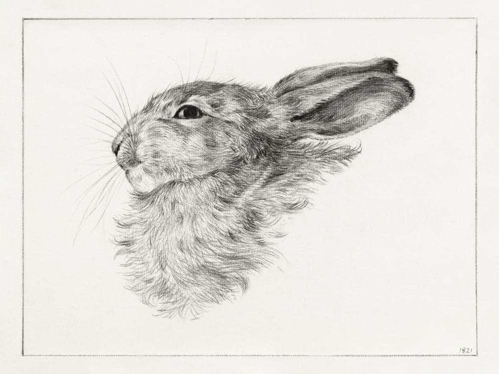 Head of a Rabbit (1821) by Jean Bernard — canvas wall art