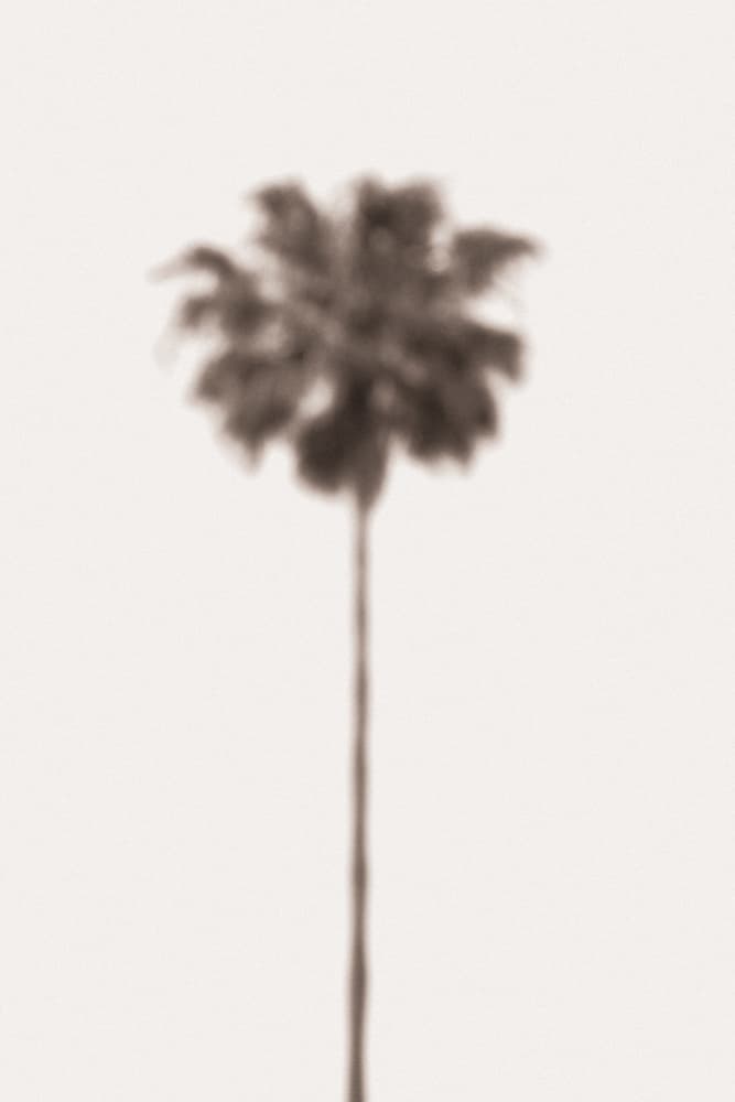 Blurred Palm Tree by Old Artists Studio III — canvas wall art