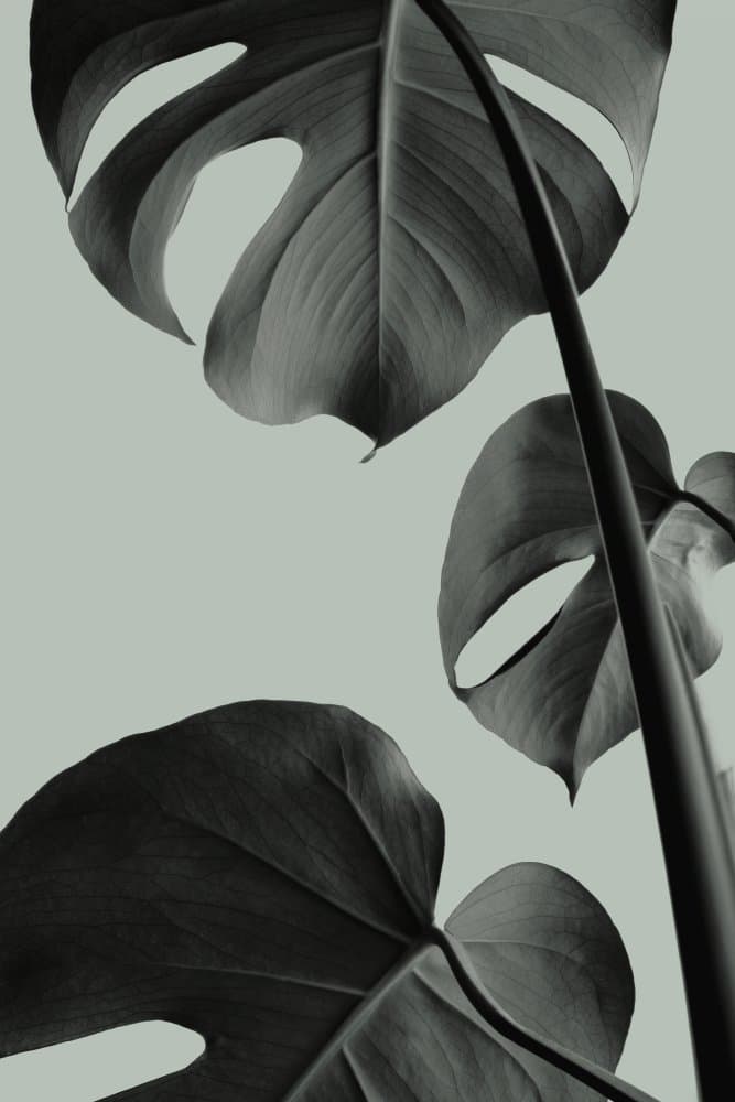 Elegant Monstera Leaves by Old Artists Studio III — canvas wall art
