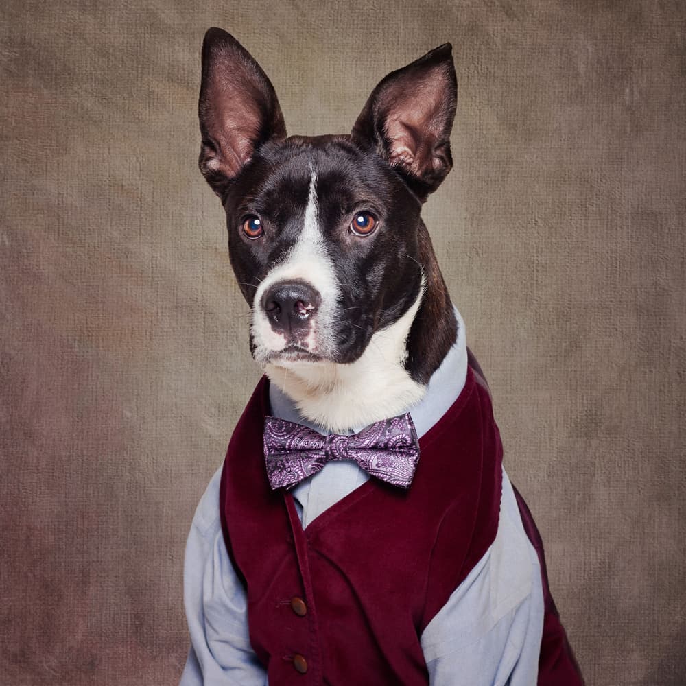 Dapper Dog In Vest by Tammy Swarek — canvas wall art