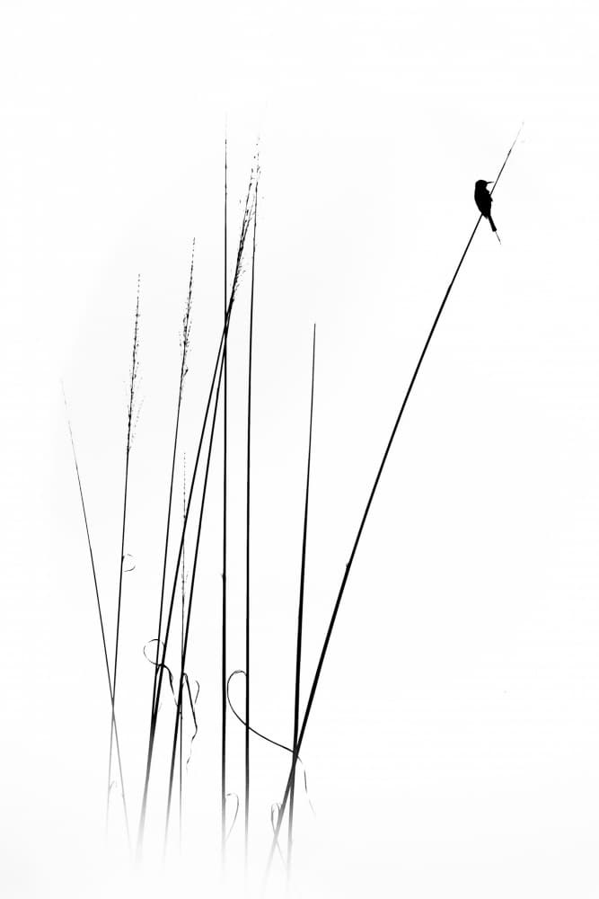 Graceful Reed Bird by swapnil deshpande — canvas wall art
