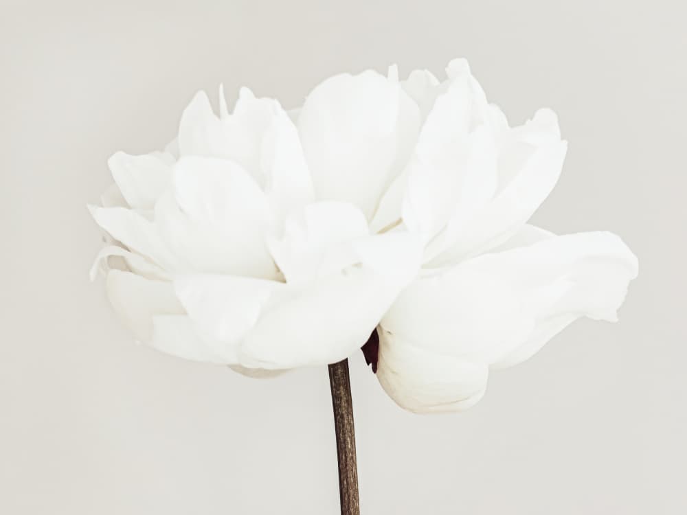 White Peony Bloom by Old Artists Studio III — canvas wall art