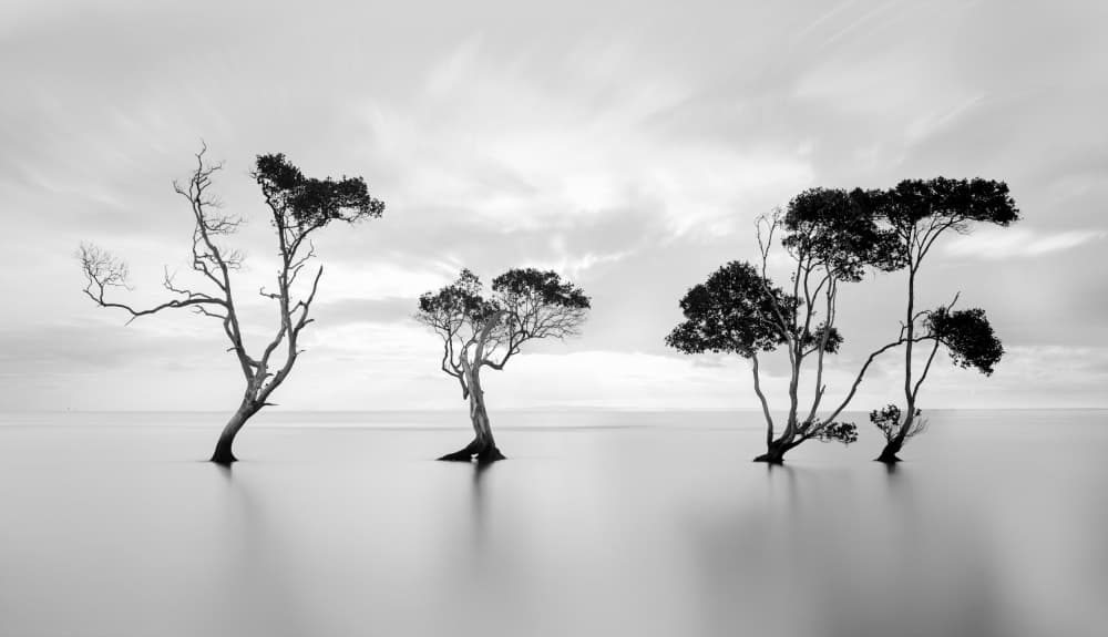 Serene Water Trees by Steven Fudge — canvas wall art