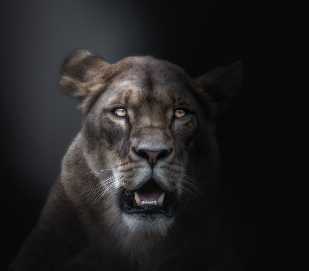 Intense Lioness Portrait by Jörg  Vollrath — canvas wall art