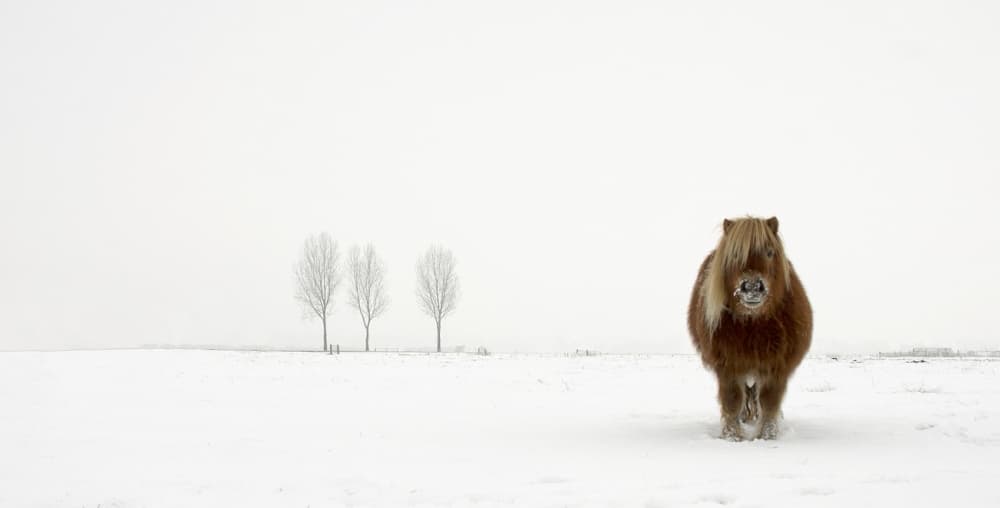 Winter Pony In Snow by Gert van den Bosch — canvas wall art