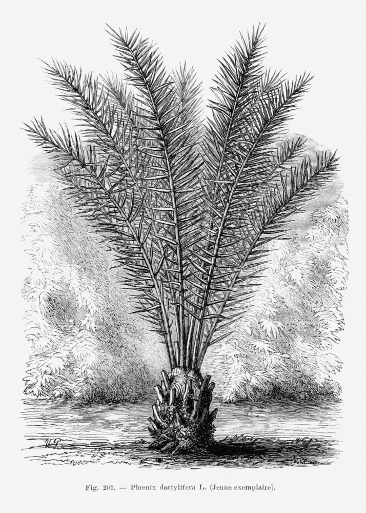 Vintage Palm Tree Drawing Xiii by Les Palmiers Histoire Iconographique — canvas wall art