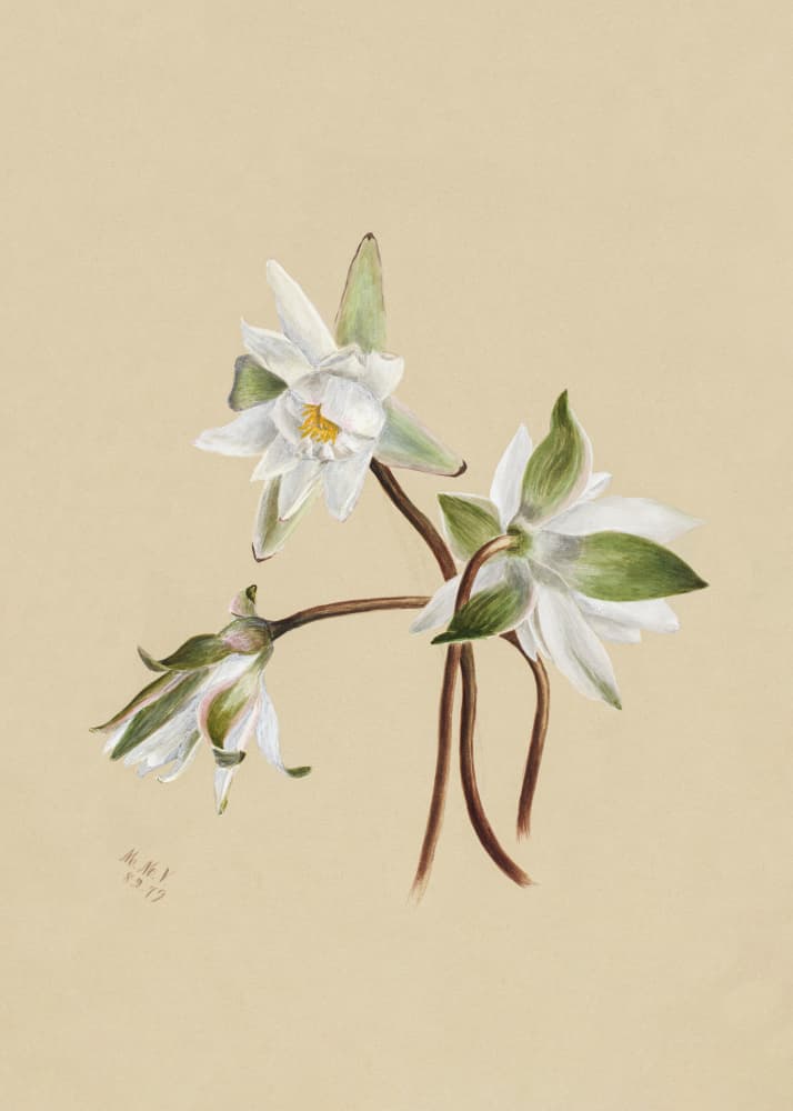 Water Lilies (1879) by Mary Vaux Walcott — canvas wall art