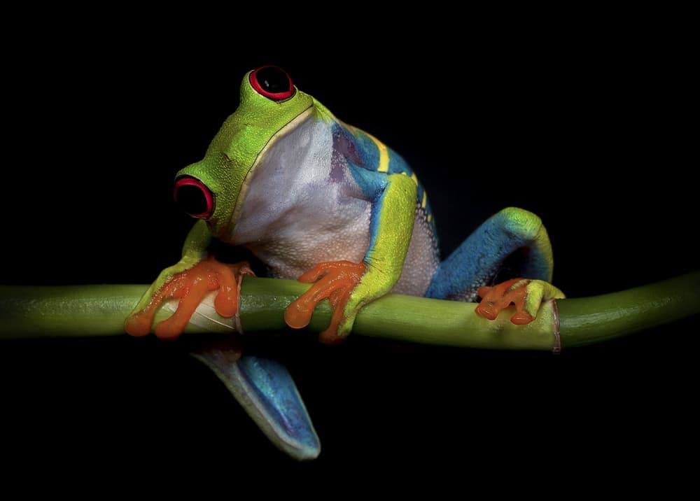 Vibrant Red-Eyed Frog by Ferdinando Valverde — canvas wall art
