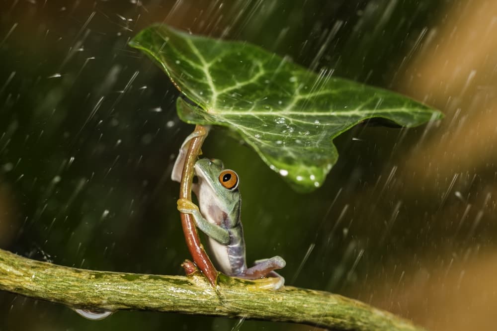 Frog Under Leaf Umbrella by Kutub Uddin — canvas wall art