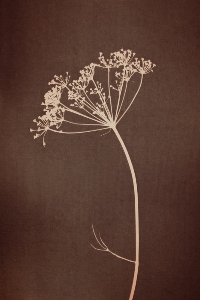 Umbelliferae - Warm Brown by Mayra Pama — canvas wall art