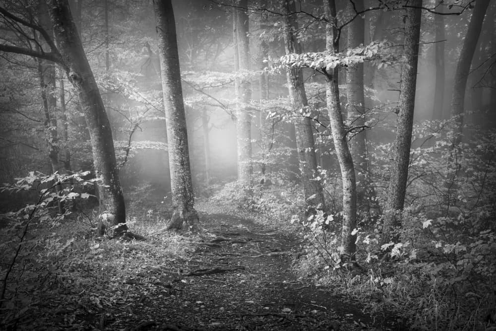 Misty Forest Path by Norbert Maier — canvas wall art