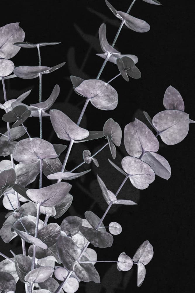 Dark Eucalyptus Foliage by Old Artists Studio III — canvas wall art