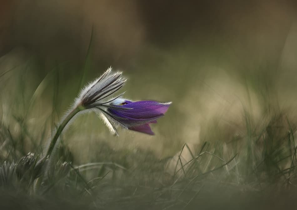 Delicate Purple Bloom by Istvan Lichner — canvas wall art