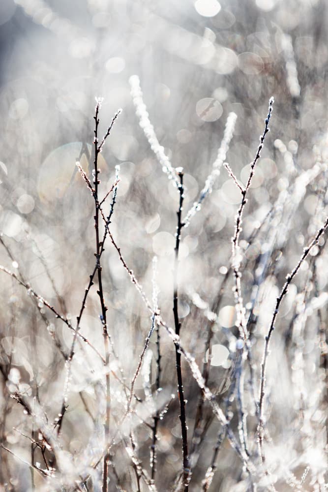 A Winter Morning 4 by Mareike Böhmer — canvas wall art