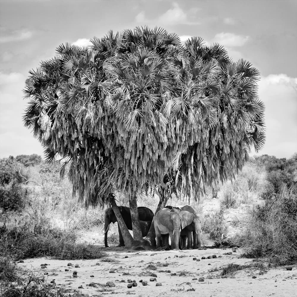 African Elephants Palm Shade by Marcel Rebro — canvas wall art