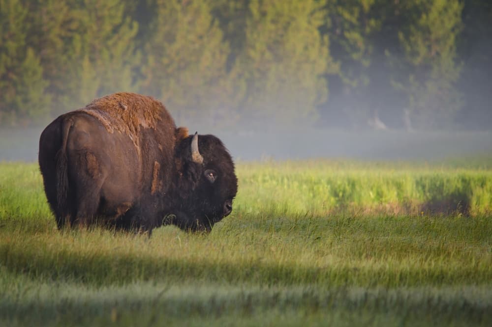 Misty Morning Bison by Sandipan Biswas — canvas wall art