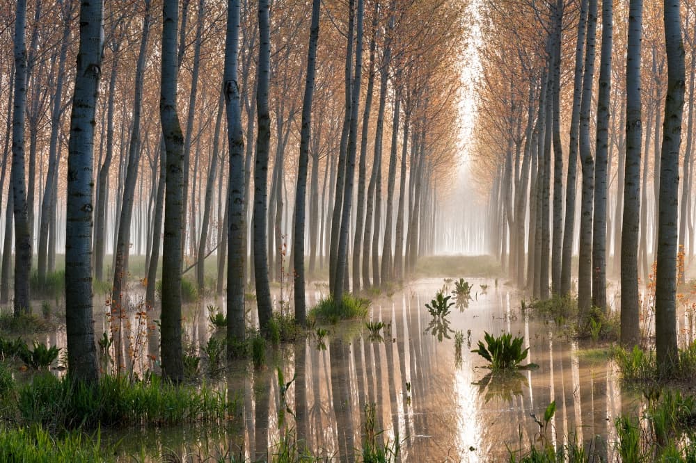 Misty Forest Path by Raffaele Spettoli — canvas wall art