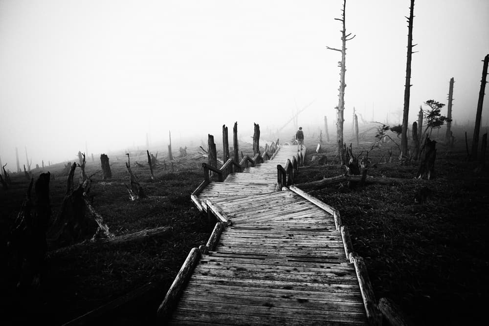 Misty Forest Path by Koji Sugimoto — canvas wall art