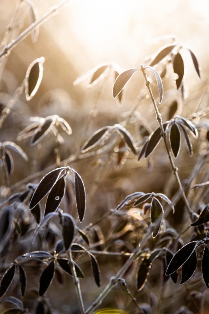 A Winter Morning 6 by Mareike Böhmer — canvas wall art