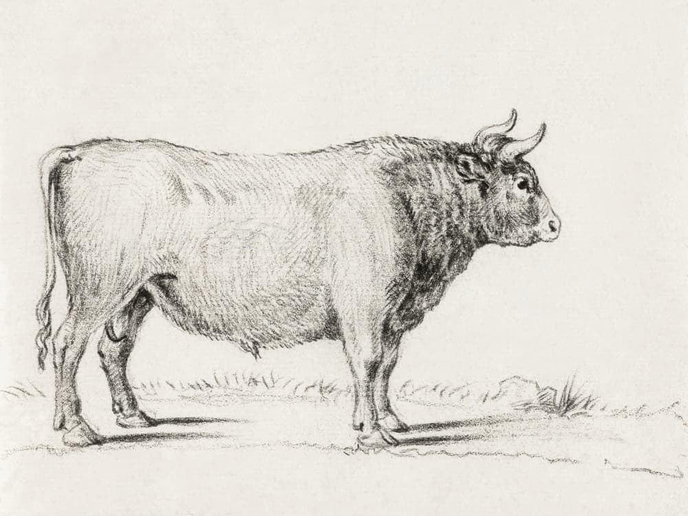 Standing Bull by Jean Bernard — canvas wall art