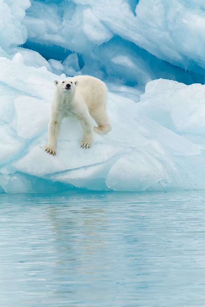 Majestic Arctic Bear by Joan Gil Raga — canvas wall art