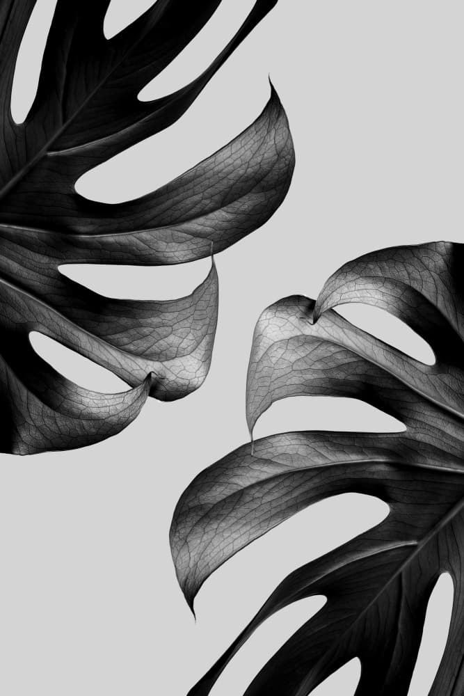 Elegant Monstera Duo by Old Artists Studio III — canvas wall art