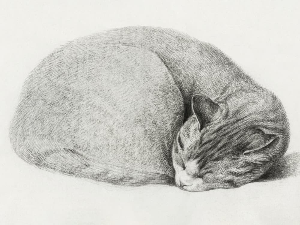 Rolled Up Lying, Sleeping Cat By Jean Bernard (1775 1883) by Jean Bernard — canvas wall art