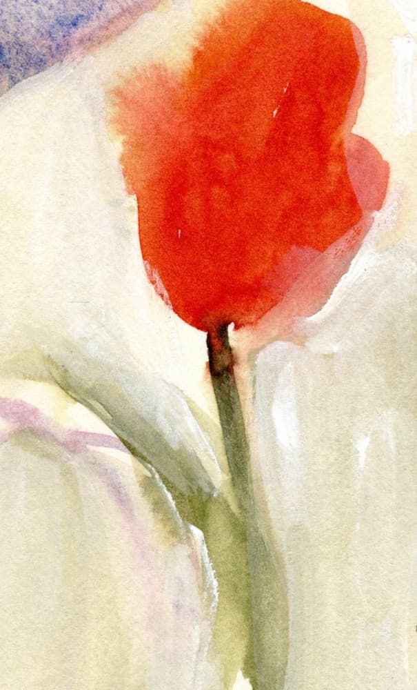 Vibrant Red Tulip Bloom by Janel Bragg — canvas wall art