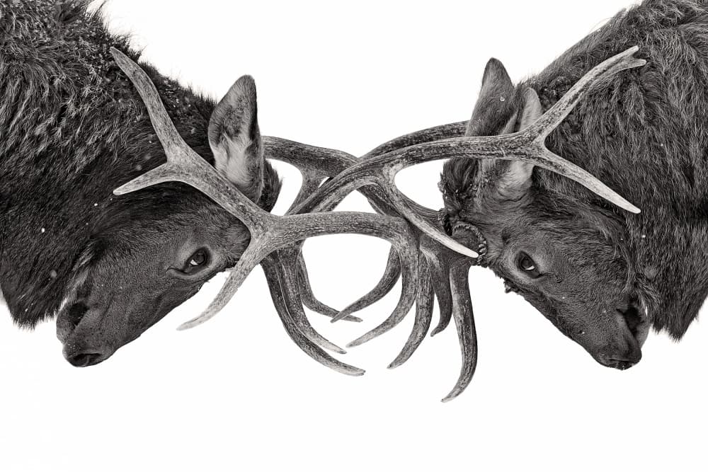 Intense Elk Battle by Jim Cumming — canvas wall art