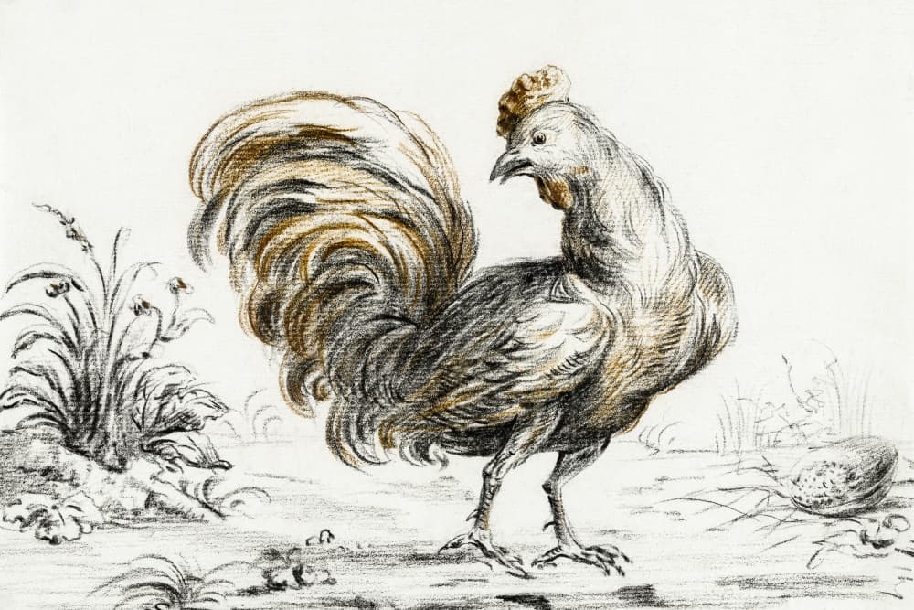 Rooster by jean Bernard — canvas wall art