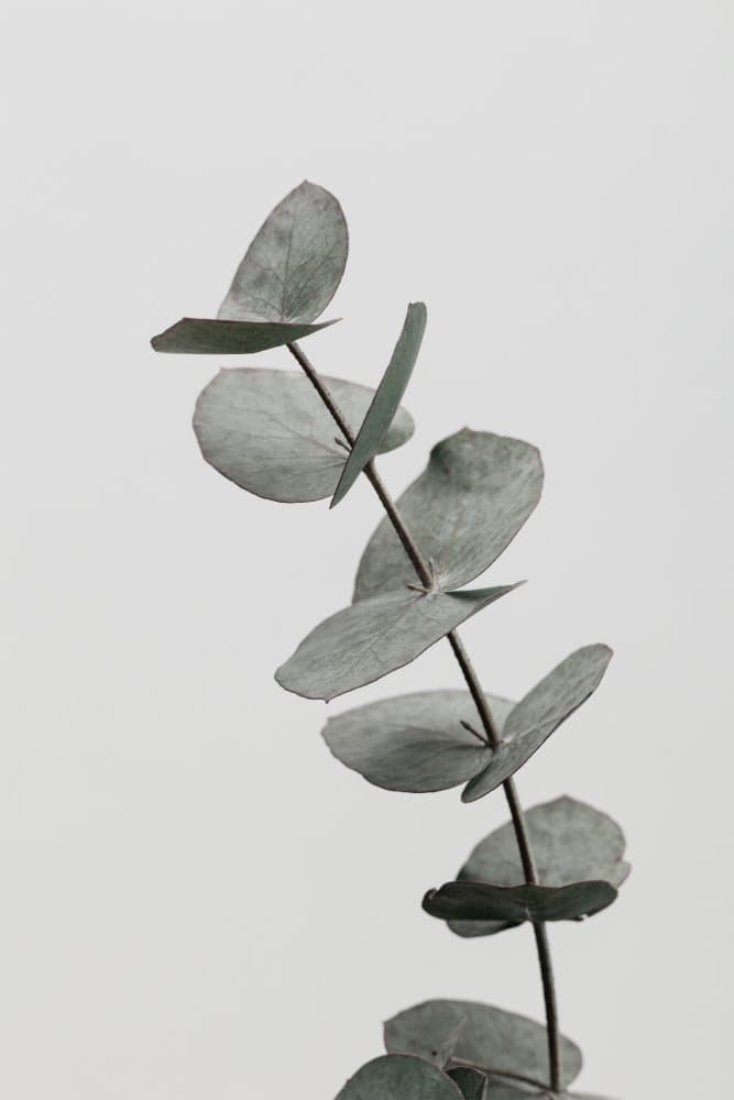 Eucalyptus Leaf Stem by Old Artists Studio III — canvas wall art