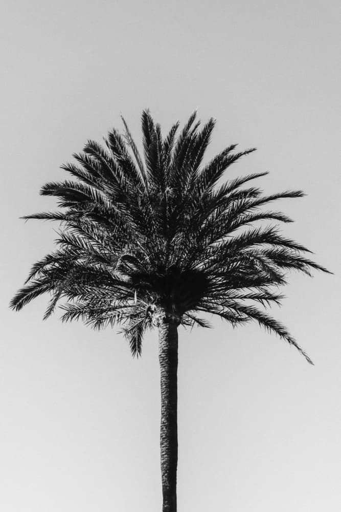 Palm Tree Silhouette by Old Artists Studio III — canvas wall art