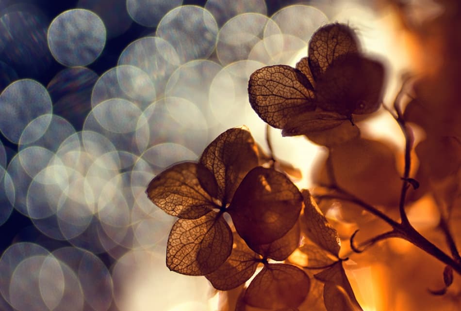 Golden Bokeh Bloom by Dimitar Lazarov - Dim — canvas wall art