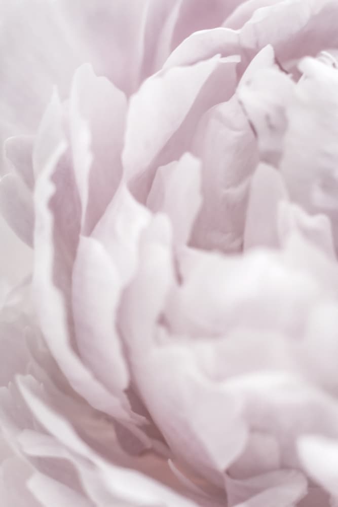 Soft Pink Petals by Old Artists Studio III — canvas wall art