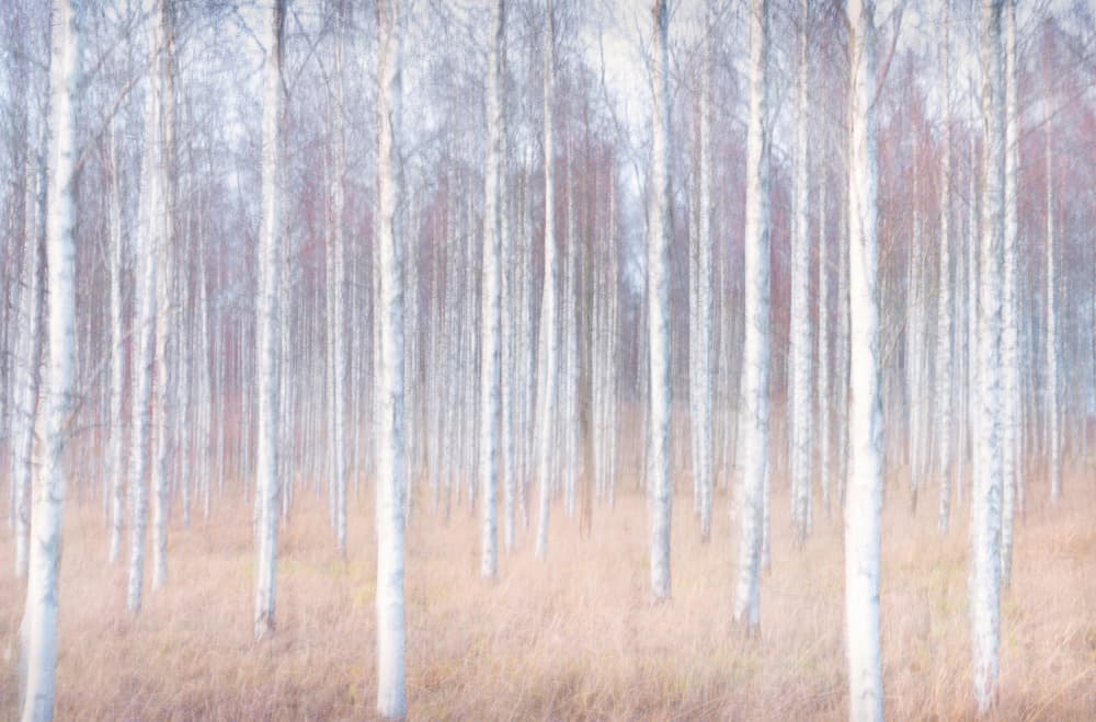 Dreamy Birch Forest by Christian Lindsten — canvas wall art