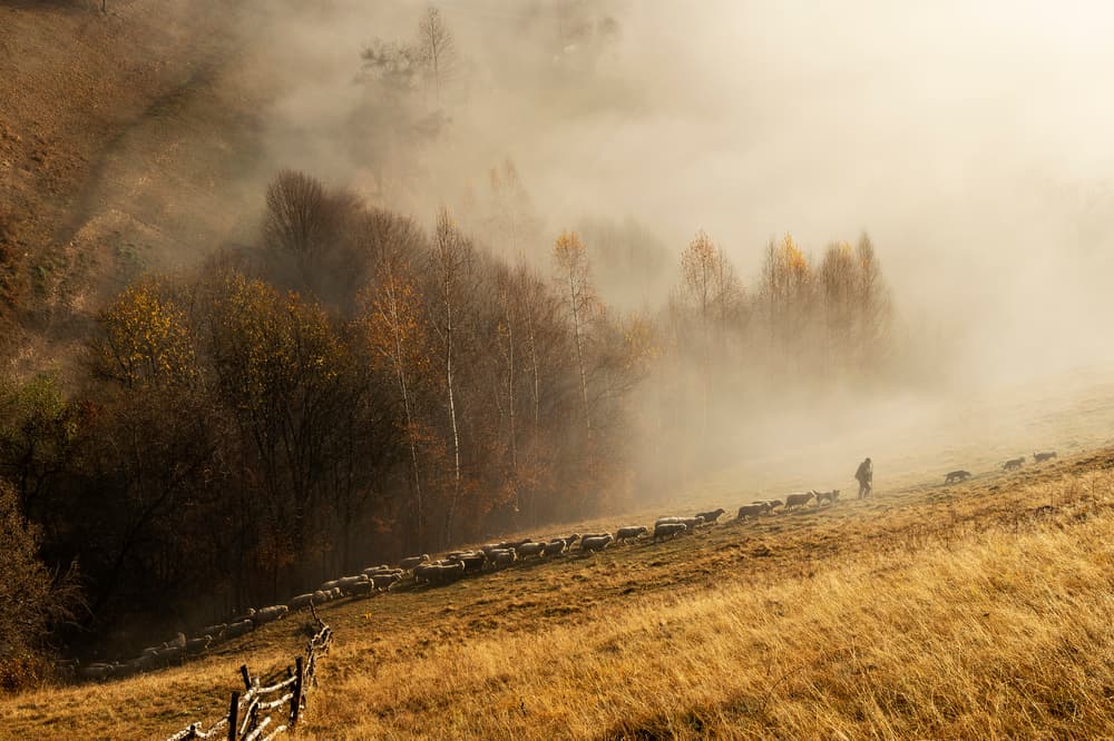 Shepherd's Golden Morning by Vlad Dumitrescu — canvas wall art