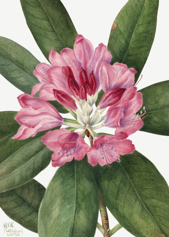Mountain Rose Bay (1932) by Mary Vaux Walcott — canvas wall art