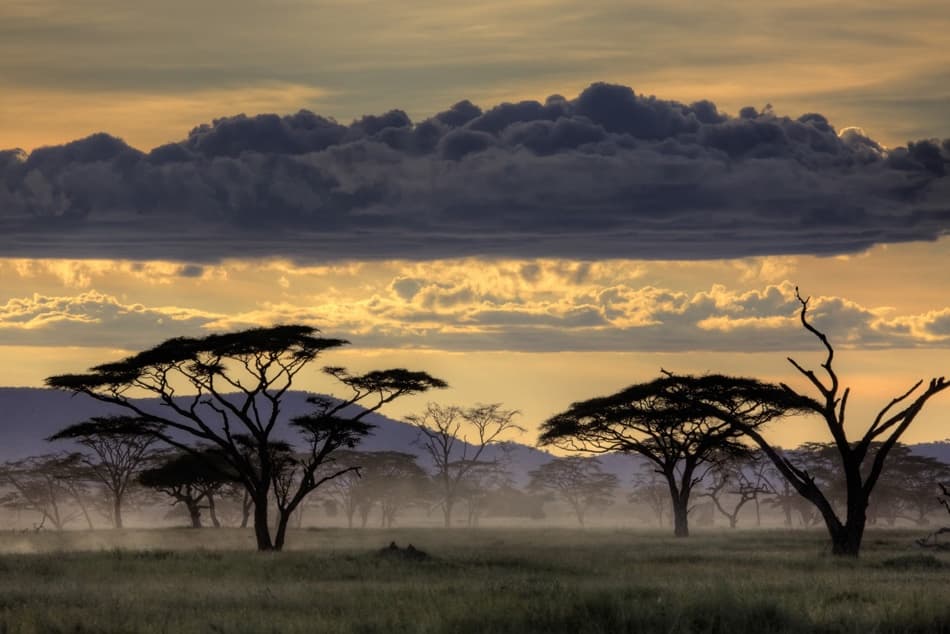 African Savanna Twilight by Amnon Eichelberg — canvas wall art