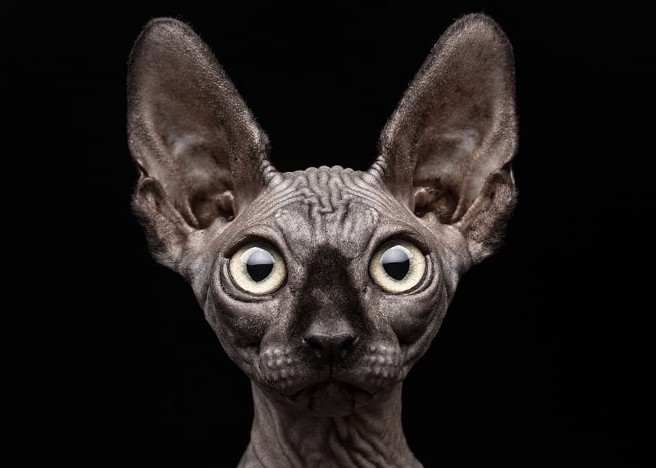 Intense Sphynx Gaze by Patrick Matte — canvas wall art